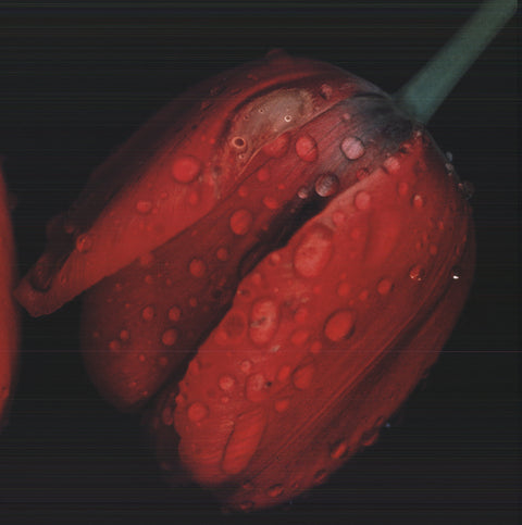 ERNST HAAS Red Tulips, 1996