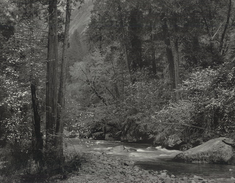 ANSEL ADAMS Tenaya Creek, Dogwood, Rain, Yosemite National Park, 1992