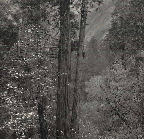 ANSEL ADAMS Tenaya Creek, Dogwood, Rain, Yosemite National Park, 1992