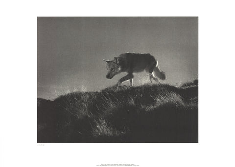 LENI RIEFENSTAHL Wolf in the Film Tiefland, 2002