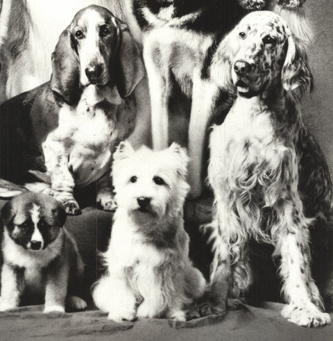 HOWARD BERNMAN Family of Dog, 1989