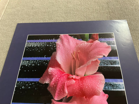 JAMES CORDES Gladiolus, 1983