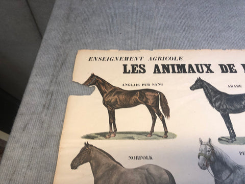 EMILE DEYROLLE Les Animaux De La Ferme - Les Chevaux, 1945
