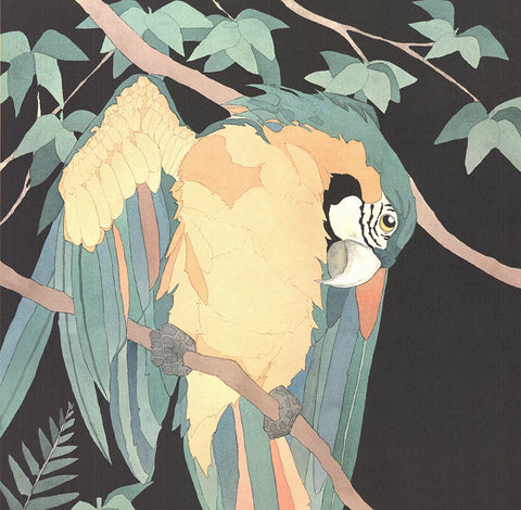 DAN GOAD Macaw, 1989