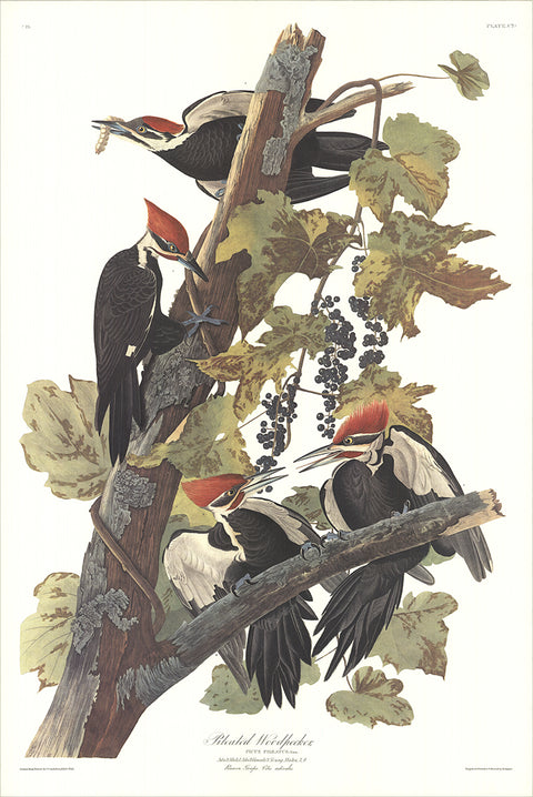 JOHN JAMES AUDUBON Pleated Woodpecker