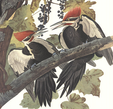 JOHN JAMES AUDUBON Pleated Woodpecker