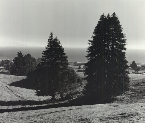 ANSEL ADAMS Pinetrees, Seashore, 1990