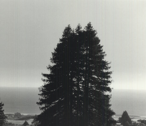 ANSEL ADAMS Pinetrees, Seashore, 1990