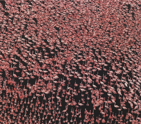 YANN ARTHUS-BERTRAND Pink Flamingos on Lake Nakuru, Kenya, 1999