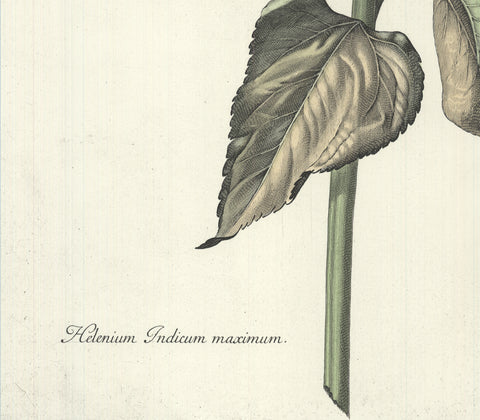 ARTIST UNKNOWN Helenium Indicum Maximum, 1975