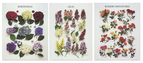 Bundle- 3 Assorted Floral mini Posters