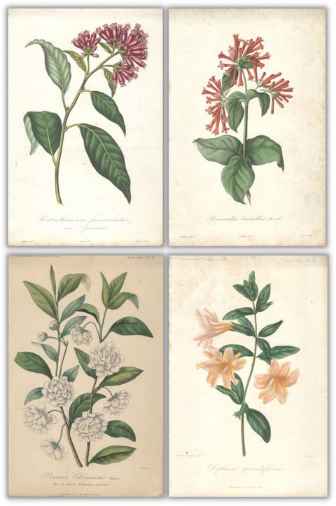 Bundle- 4 Assorted Herincq Flower Lithographs from the 19th Century Lithographs