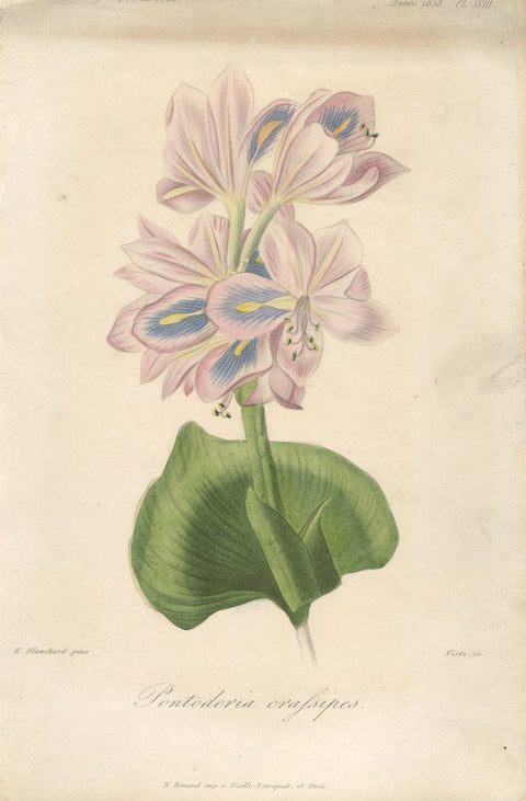 FRANCOIS HERINCQ Pontoderia crafsipes, 1858