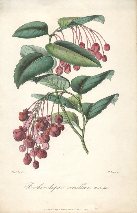 FRANCOIS HERINCQ Berberidopsis corallina (Hook fils), 1865