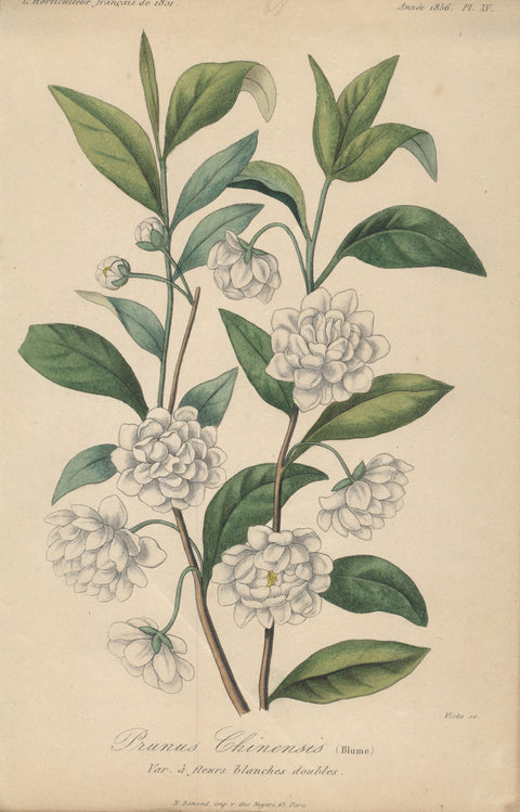 FRANCOIS HERINCQ Prunus Chinensis (Blume), Var a fleurs blanches doubles