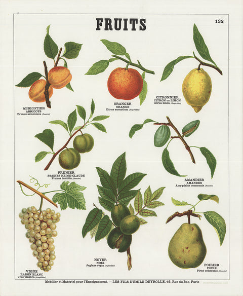 EMILE DEYROLLE Fruits (French), 1975