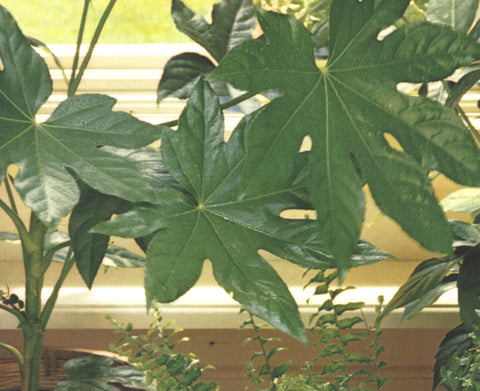 ARTIST UNKNOWN Weeds Part I 19 x 23.5 Poster Photography Green Floral, Gardens