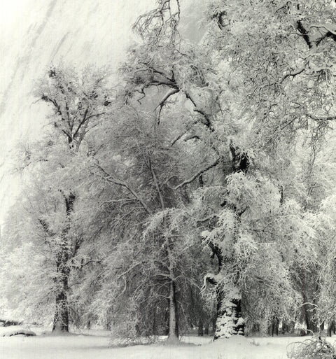 ANSEL ADAMS Oak Tree, Snowstorm, Yosemite National Park, California (1948), 1997