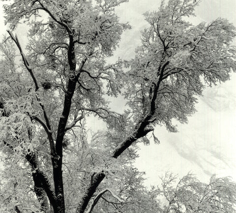 ANSEL ADAMS Oak Tree, Snowstorm, Yosemite National Park, California (1948), 1997