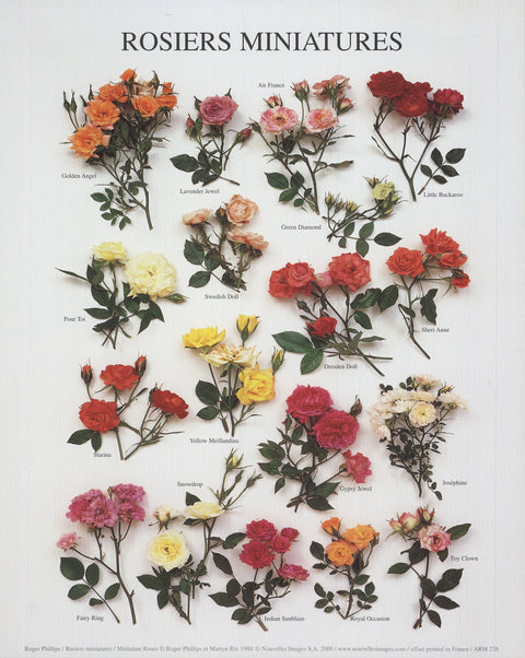 ROGER PHILLIPS Miniature Roses, 2000
