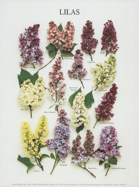 ROGER PHILLIPS Lilac, 2000