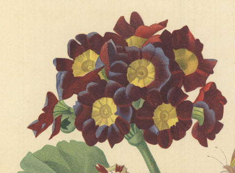 PIERRE-JOSEPH REDOUTE Oreilles D'Ours- Primula auricula, varietes, 1939