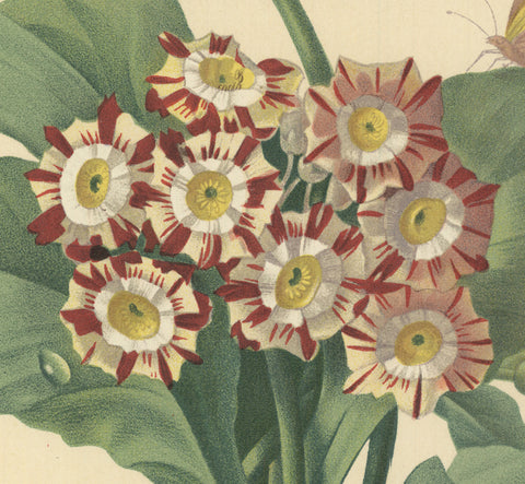 PIERRE-JOSEPH REDOUTE Oreilles D'Ours- Primula auricula, varietes, 1939