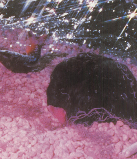 CINDY SHERMAN Vienna Secession, 1989