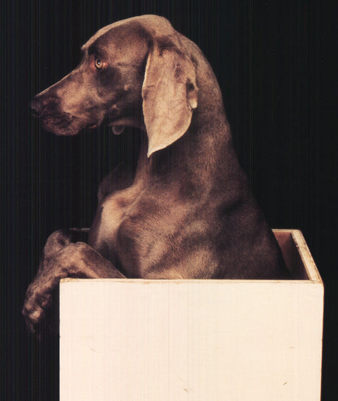 WILLIAM WEGMAN In the Box (Right), 1987