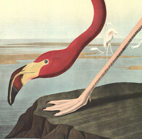JOHN JAMES AUDUBON American Flamingo, 1960
