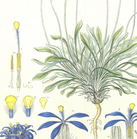 FERDINAND BAUER Illustrations of the Flora of New Holland, 1990
