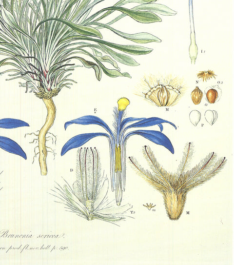 FERDINAND BAUER Illustrations of the Flora of New Holland, 1990