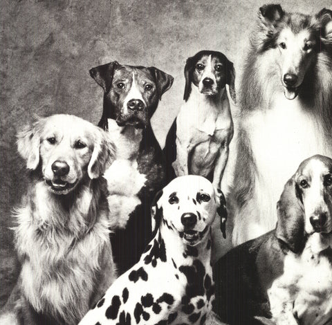 HOWARD BERNMAN Family of Dog, 1989